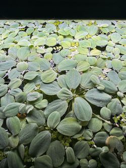 Floating plants Water lettuce