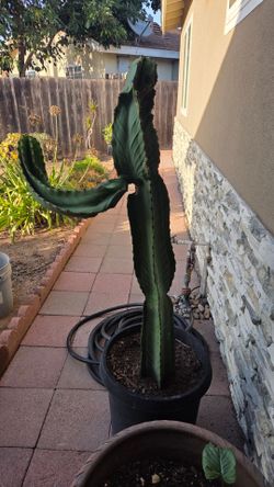 Euphorbia Ingens Candelabra Cactus
