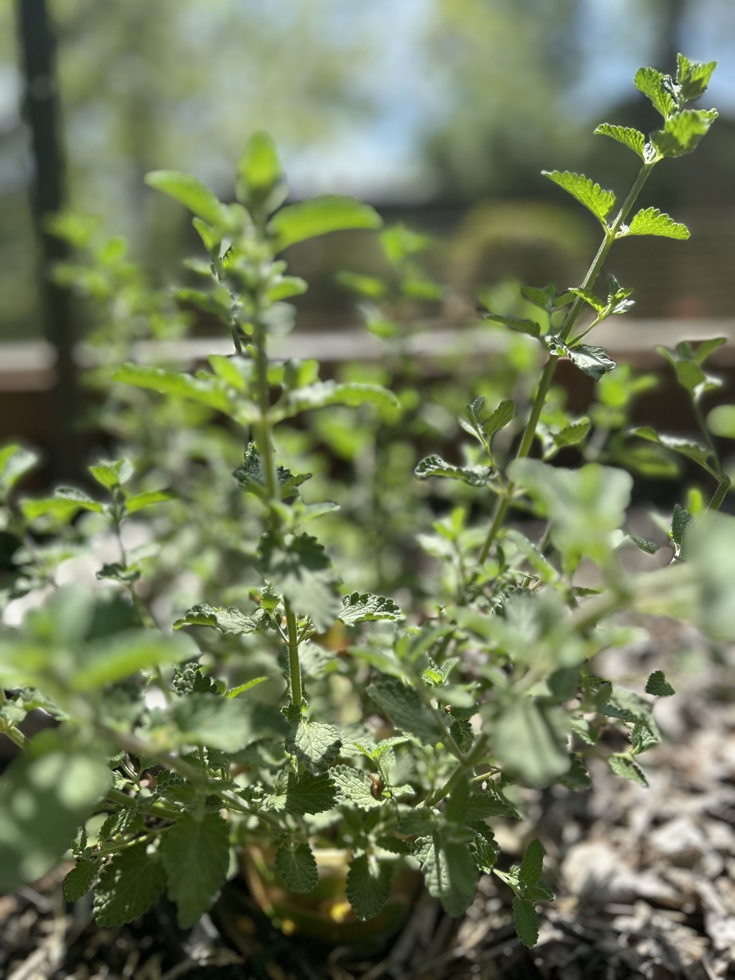 Catmint/ Catnip Plants