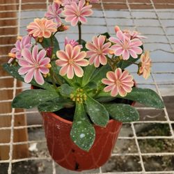 Succulents Cacti And Flowers 