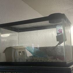 10 gal tank