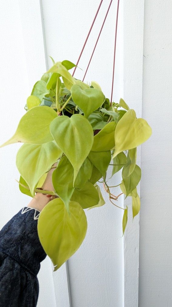 Philodendron Cordatum Neon Plant 6" Pot - Indoor House Plants