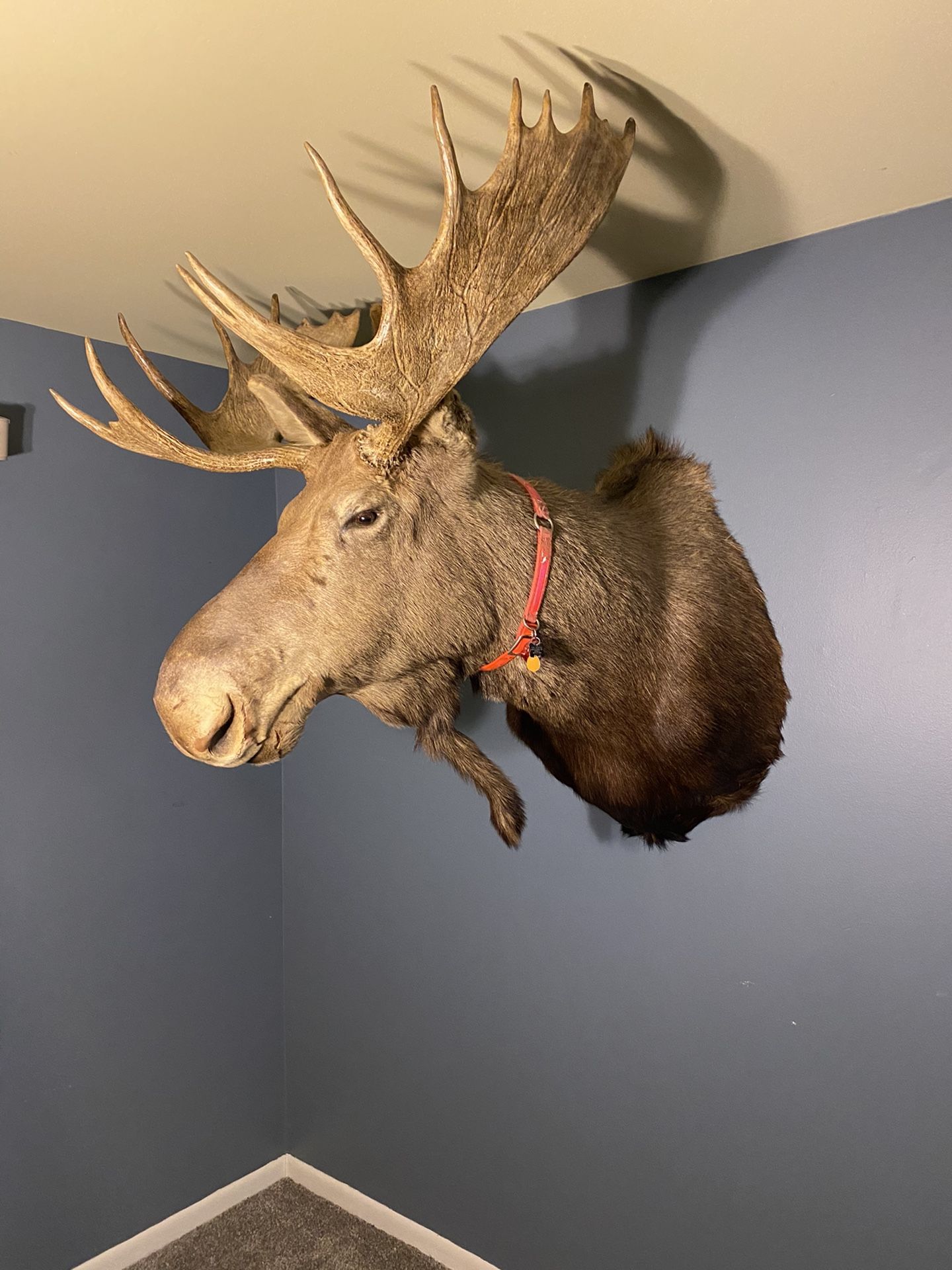 Shoulder mount moose head Taxidermy