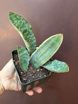 4” whale fin sansiveria variegated