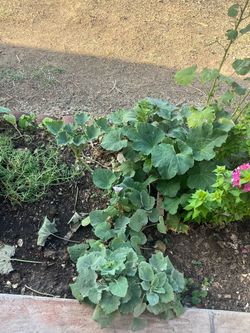 Moss Rose hollyhocks plants flower floral