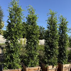 Ficus Nitida Indian Laurel Privacy Hedge