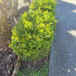 Boxwood Hedge 