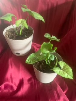 2 Indoor Plants