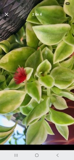 sun roses plant