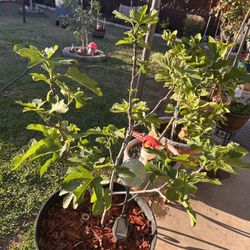 Close To 5 Year Old Italian Honey Fig Tree