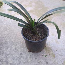 Rohdea japonica Plant