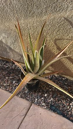 Aloe Vera (Sabila)
