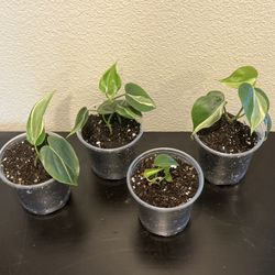 Philodendron Silver Stripe- Plant