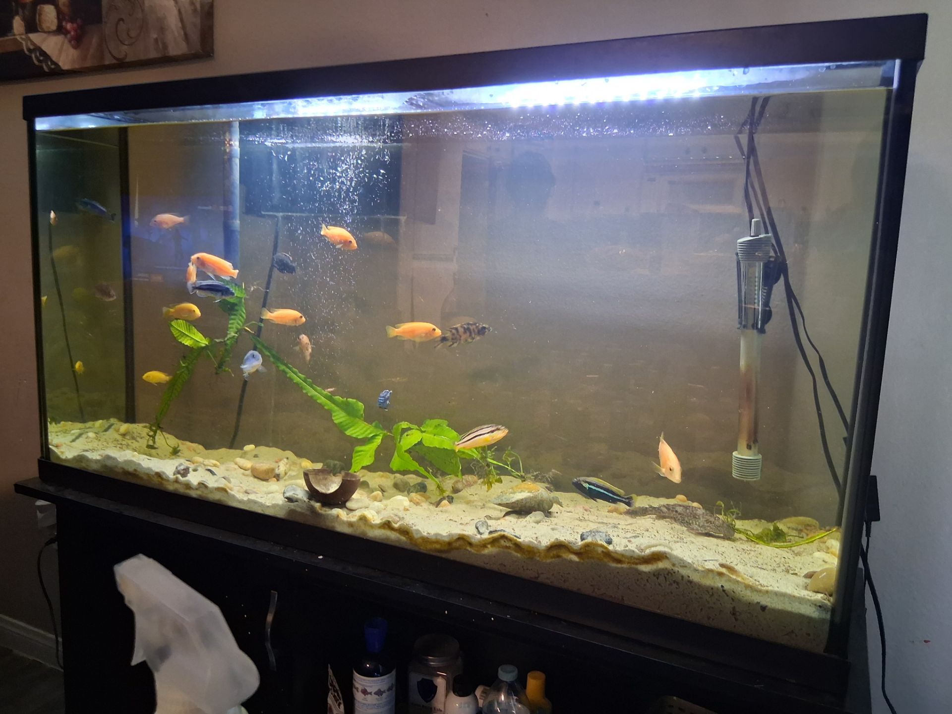 Fish tank