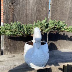 Bonsai Plants $50 Each