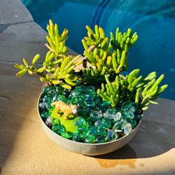 Succulent Arrangement in Shallow Bowl