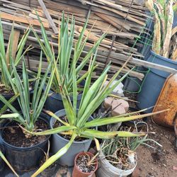 2 Large Blue Agave Tequilana Cactus $40 Each