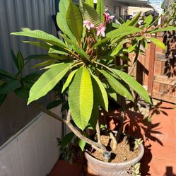 Plumeria