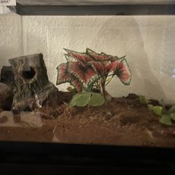 Glass Terrarium 20” in. X  12.6” in. Great For Small Reptiles