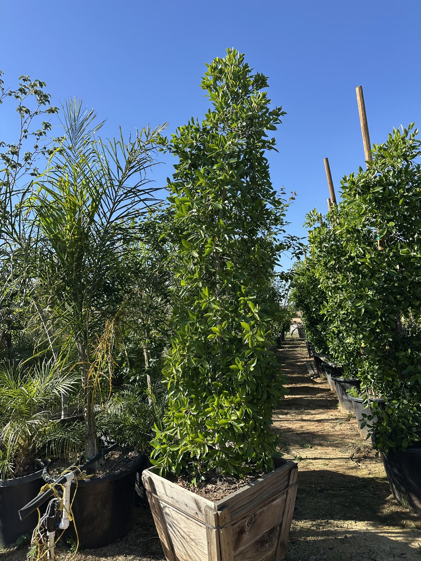 Indian Laurel Columns, Ficus nitida ‘Columns’ , Ficus tree, shade or Hollywood Hedge and privacy 24” box