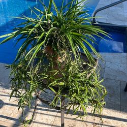 10” Pot Green Spider Plant