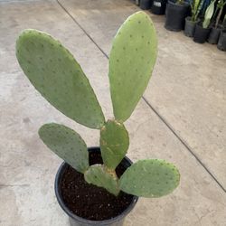 Nopal