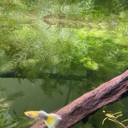 Hornwart aquatic plant 