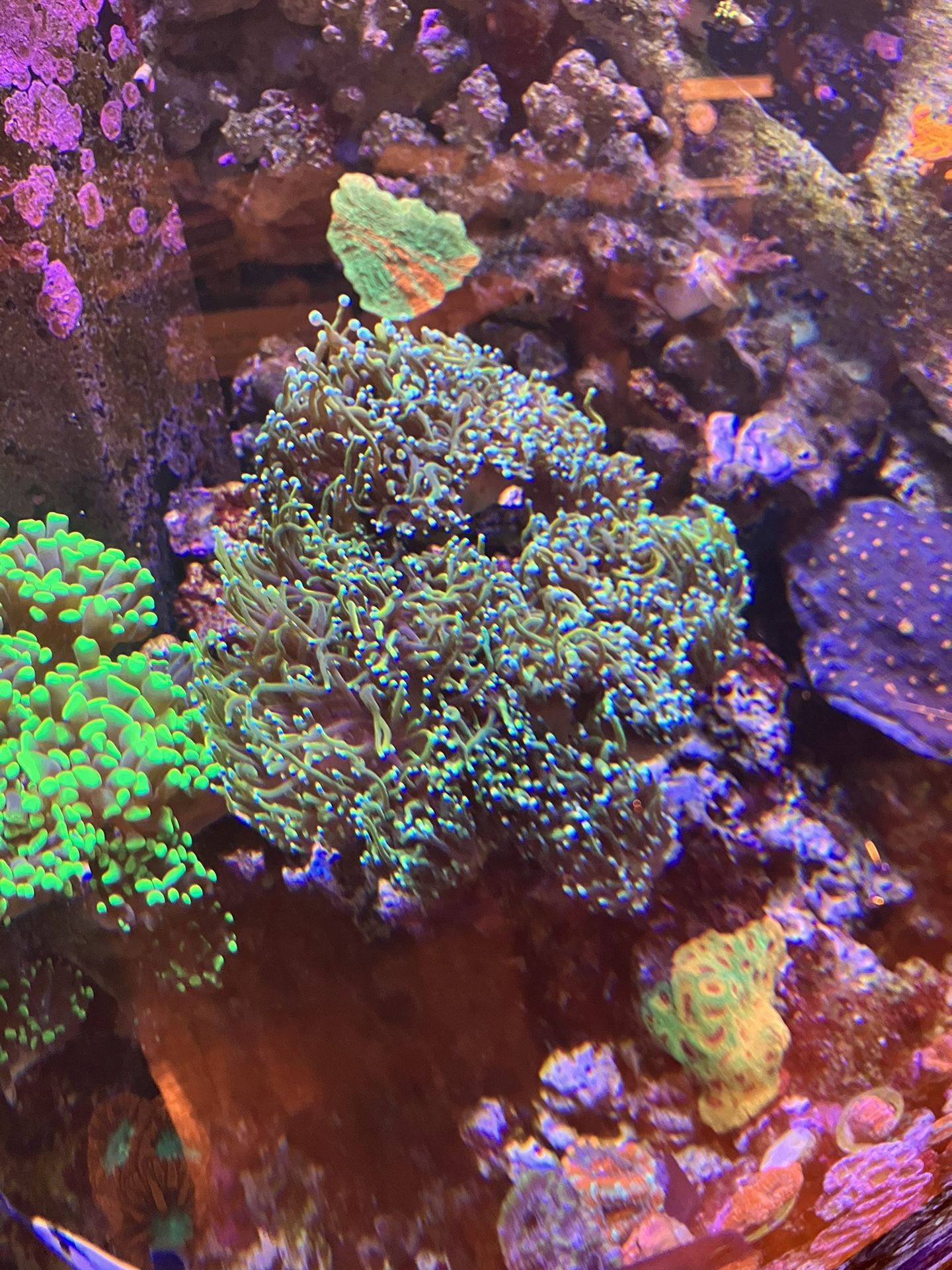 Cut To Frag Golden Torch Coral1 Head.