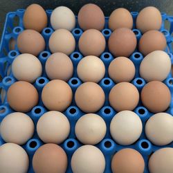 Fresh Organic pasture feed eggs