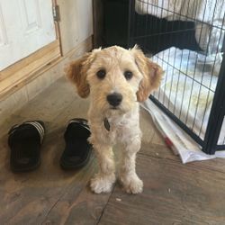 Un Perrito Tiene Tres Meses, Necesito Una Familia Que Lo Cuide