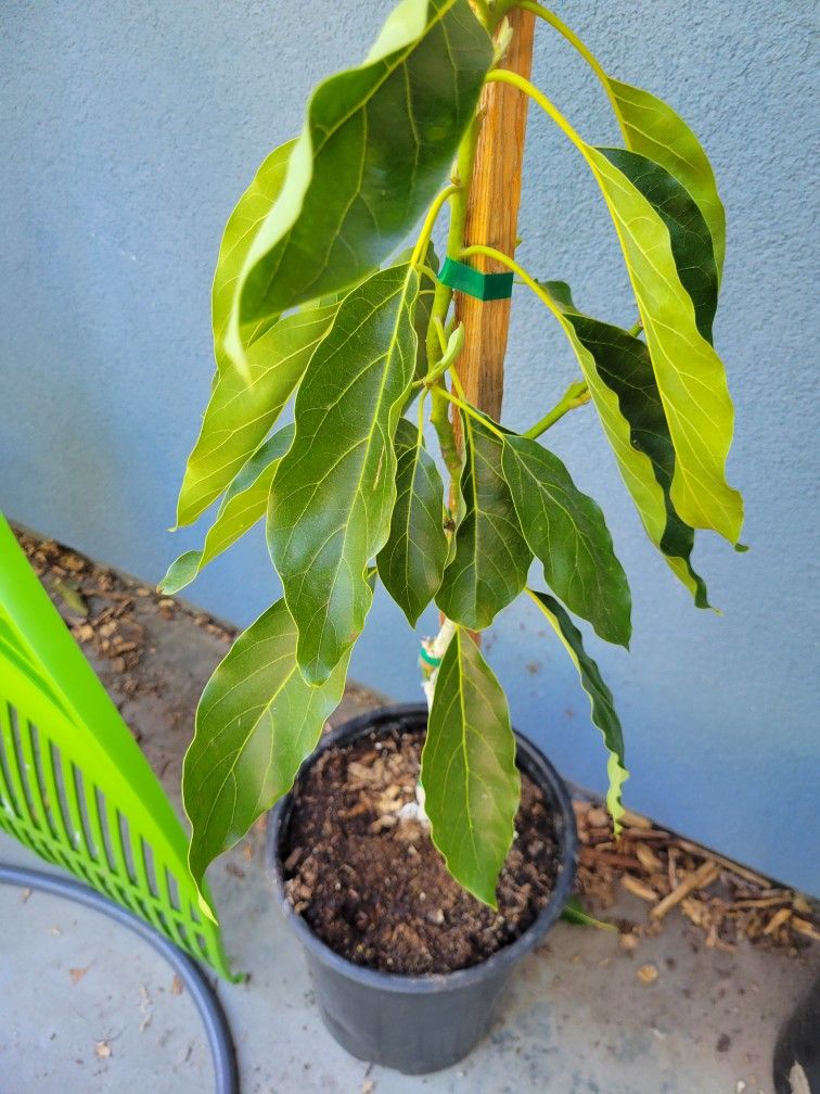 Hass AVOCADO TREE