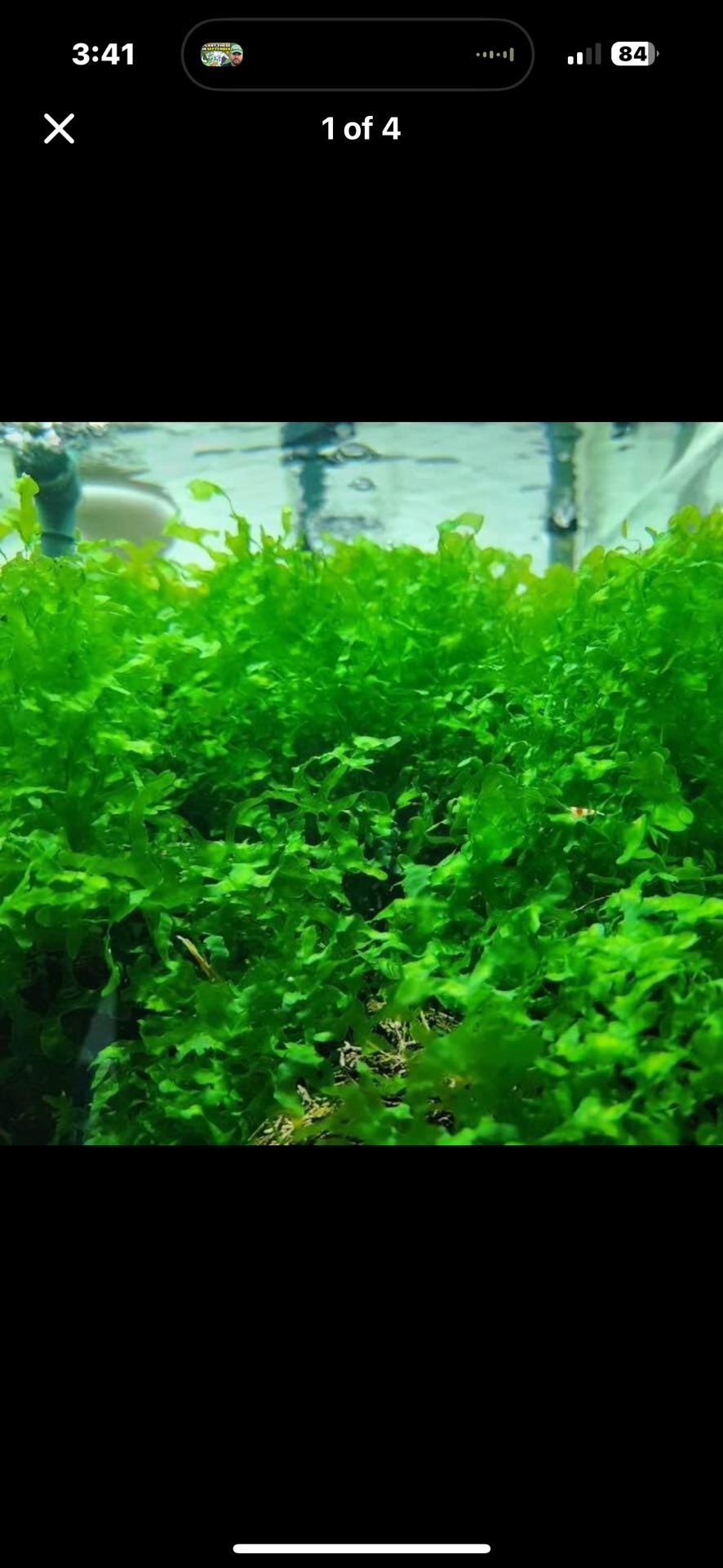 Subswassertang Plant For Aquariums Fish Tanks