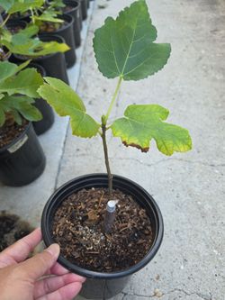 Rooted Fig Cutting - Jolly Rancher