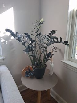 Beautiful plant