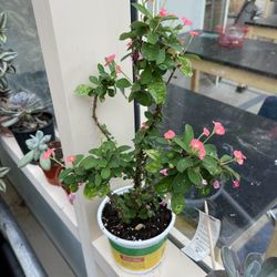 Crown Thorns Plants Small  Red Flowers 🌺 