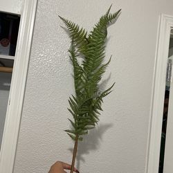 Green Stem