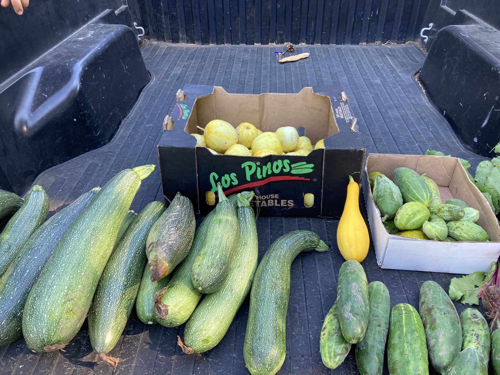 Fresh Organic Vegetables