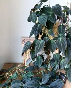 Lush trailing Philodendron Micans Velvet Plant/ Indoor Plant/ House Plant/ Flower patio garden