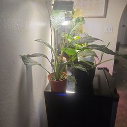 5" Domino Peace Lily 