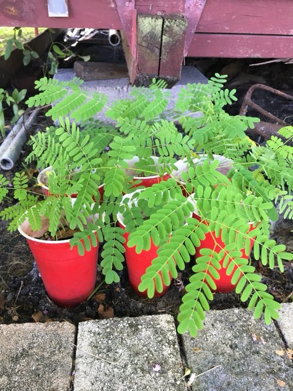Baby Royal Poinciana trees
