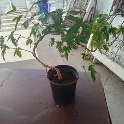 Mallberry  Tree  Bonsai  