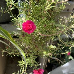 Planta