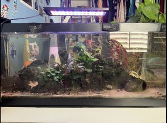 Fish Tank Aquarium