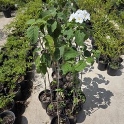 Anacahuita 1gallon 3ft Tall 