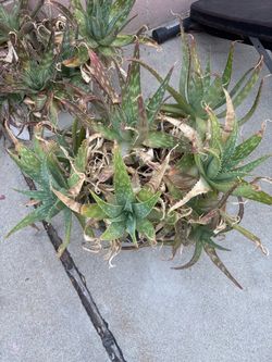Large Aloe Vera Plant with Pups