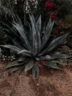 Agave century plant