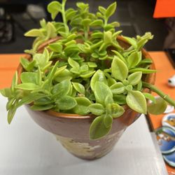 SUNNY ROSE. or. APTENIA CORDIFOLA 