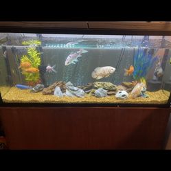 55 Gallon Fishtank 