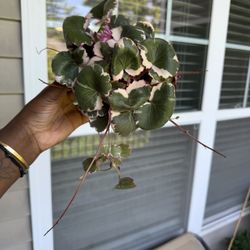 Variegated Strawberry Begonia 