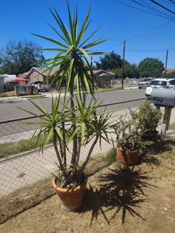 Yucca tree plant